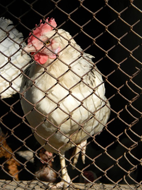 熊与太阳的 熊与太阳的